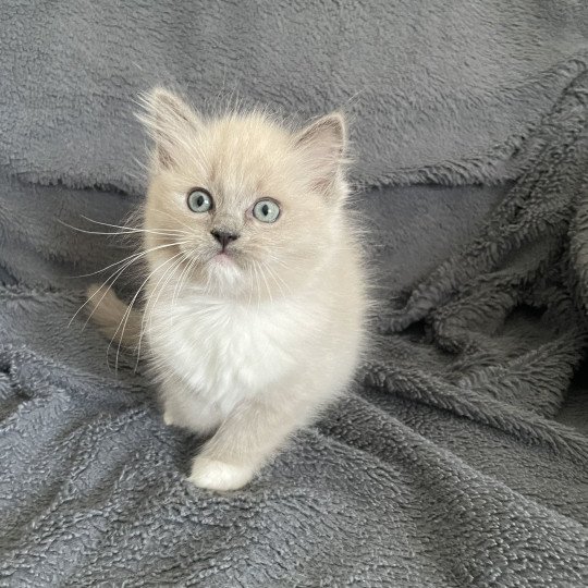 chaton Ragdoll blue mink mitted rose Les Ragdolls de la Croisette