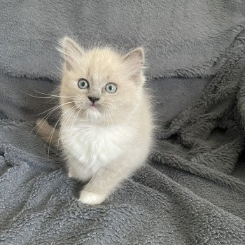 chaton Ragdoll blue mink mitted rose Les Ragdolls de la Croisette chaton Ragdoll blue mink mitted rose Les Ragdolls de la Croisette