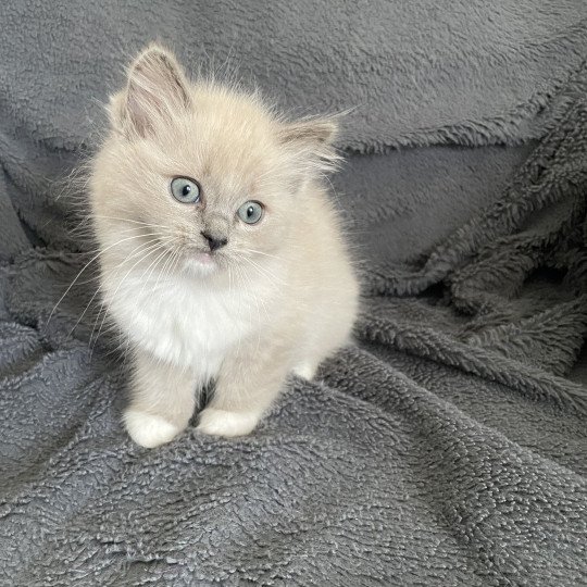 chaton Ragdoll blue mink mitted rose Les Ragdolls de la Croisette