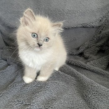 chaton Ragdoll blue mink mitted rose Les Ragdolls de la Croisette chaton Ragdoll blue mink mitted rose Les Ragdolls de la Croisette