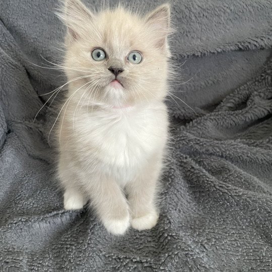 chaton Ragdoll blue mink mitted rose Les Ragdolls de la Croisette