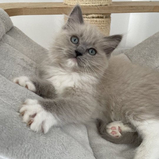 chaton Ragdoll blue mink mitted rose Les Ragdolls de la Croisette