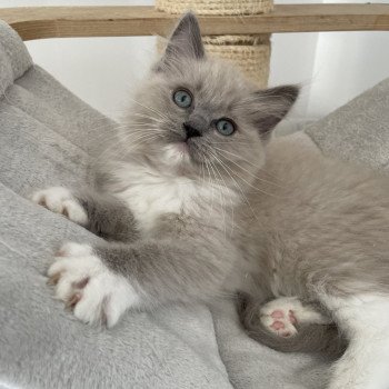 chaton Ragdoll blue mink mitted rose Les Ragdolls de la Croisette chaton Ragdoll blue mink mitted rose Les Ragdolls de la Croisette