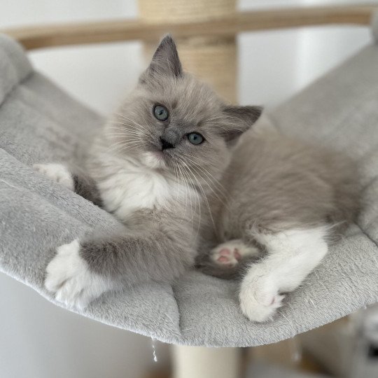 chaton Ragdoll blue mink mitted rose Les Ragdolls de la Croisette