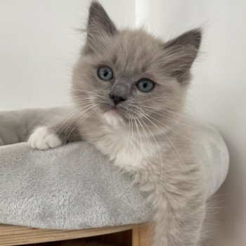 chaton Ragdoll blue mink mitted rose Les Ragdolls de la Croisette chaton Ragdoll blue mink mitted rose Les Ragdolls de la Croisette