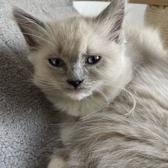 chaton Ragdoll blue mink mitted rose Les Ragdolls de la Croisette