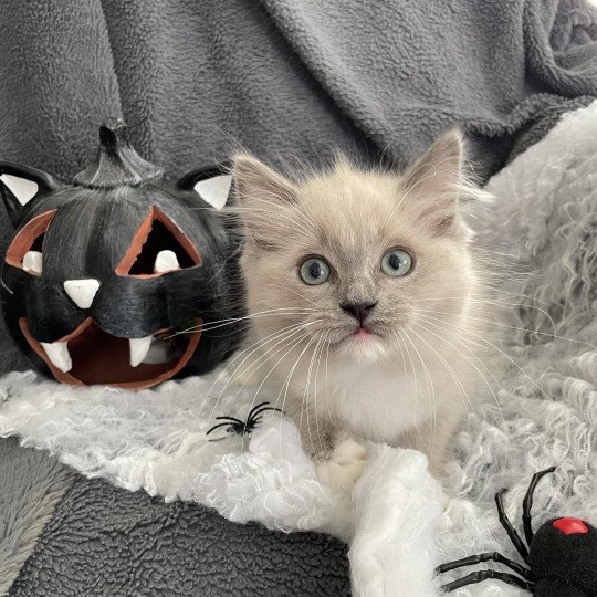 chaton Ragdoll blue mink mitted Vadrouille Les Ragdolls de la Croisette
