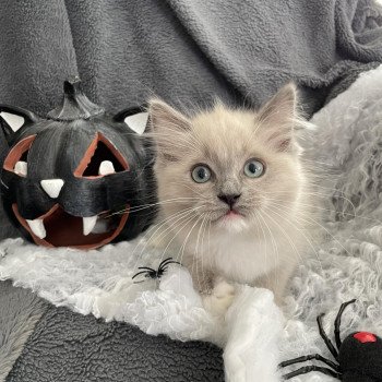 chaton Ragdoll blue mink mitted Vadrouille Les Ragdolls de la Croisette chaton Ragdoll blue mink mitted Vadrouille Les Ragdolls de la Croisette