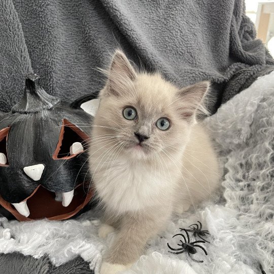 chaton Ragdoll blue mink mitted Vadrouille Les Ragdolls de la Croisette