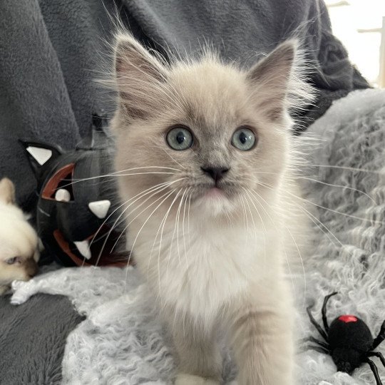 chaton Ragdoll blue mink mitted Vadrouille Les Ragdolls de la Croisette