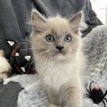 chaton Ragdoll blue mink mitted Vadrouille Les Ragdolls de la Croisette chaton Ragdoll blue mink mitted Vadrouille Les Ragdolls de la Croisette