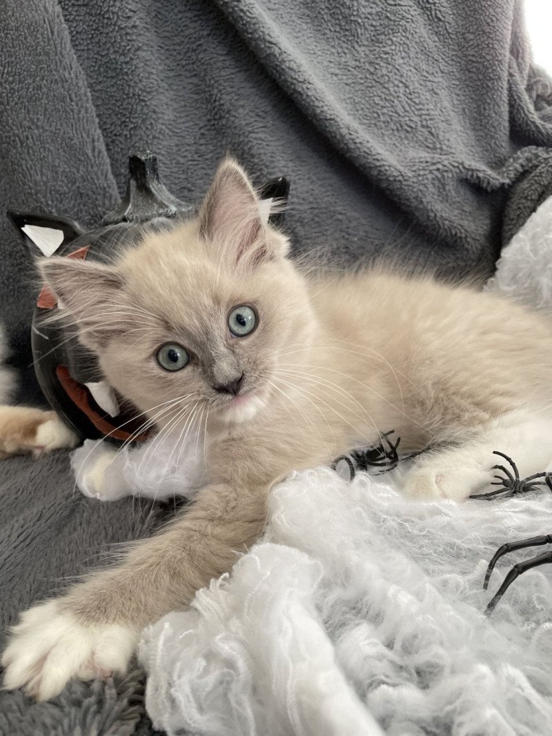 Vadrouille De La Croisette Femelle Ragdoll