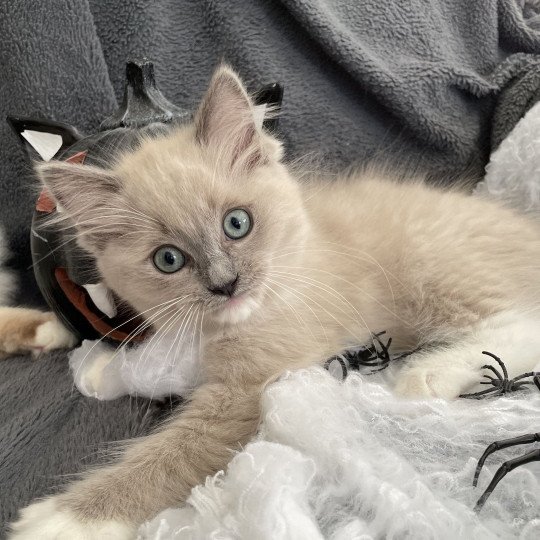 Vadrouille De La Croisette Femelle Ragdoll