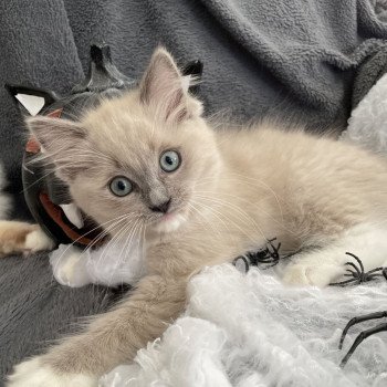 Vadrouille De La Croisette Femelle Ragdoll