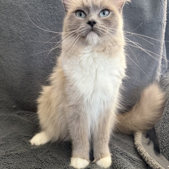 chat Ragdoll blue mink mitted Vadrouille Les Ragdolls de la Croisette