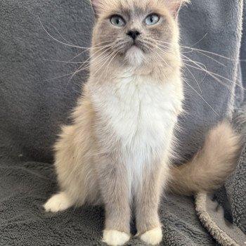 chat Ragdoll blue mink mitted Vadrouille Les Ragdolls de la Croisette chat Ragdoll blue mink mitted Vadrouille Les Ragdolls de la Croisette