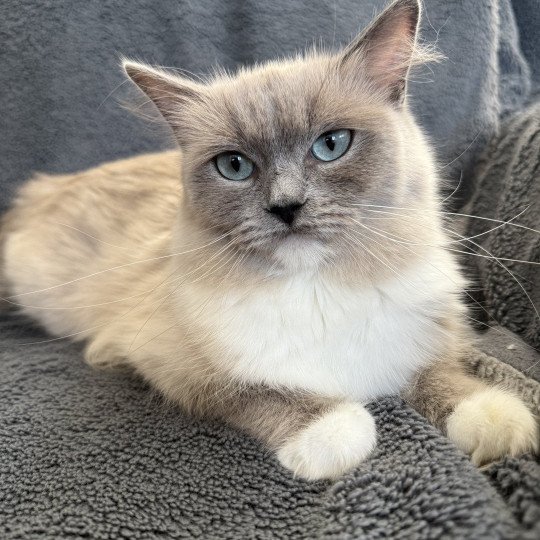 chat Ragdoll blue mink mitted Vadrouille Les Ragdolls de la Croisette