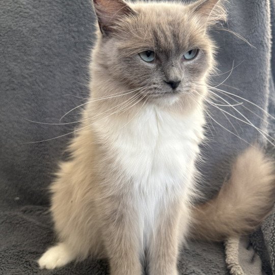 chat Ragdoll blue mink mitted Vadrouille Les Ragdolls de la Croisette