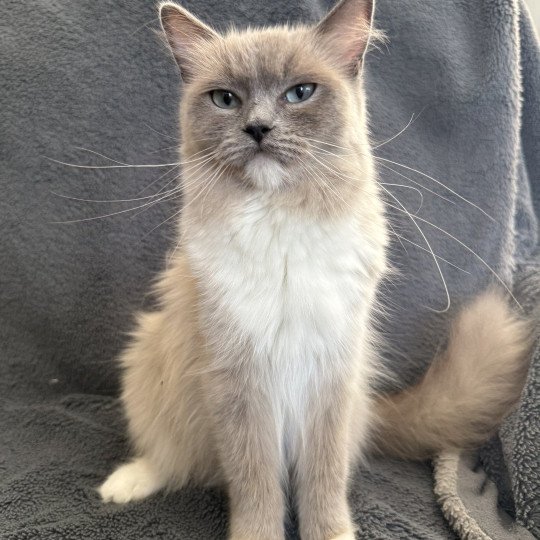 Vadrouille De La Croisette Femelle Ragdoll