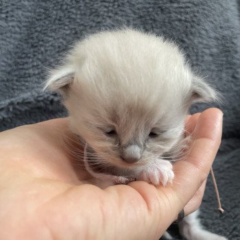 chaton Ragdoll blue mink mitted Rose Les Ragdolls de la Croisette