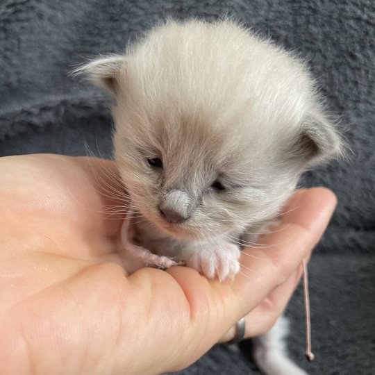 chaton Ragdoll blue mink mitted Rose Les Ragdolls de la Croisette