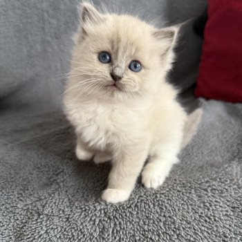 chaton Ragdoll blue mink mitted Rose Les Ragdolls de la Croisette chaton Ragdoll blue mink mitted Rose Les Ragdolls de la Croisette
