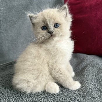chaton Ragdoll blue mink mitted Rose Les Ragdolls de la Croisette chaton Ragdoll blue mink mitted Rose Les Ragdolls de la Croisette