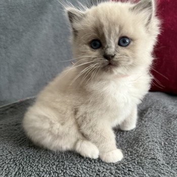 chaton Ragdoll blue mink mitted Rose Les Ragdolls de la Croisette chaton Ragdoll blue mink mitted Rose Les Ragdolls de la Croisette