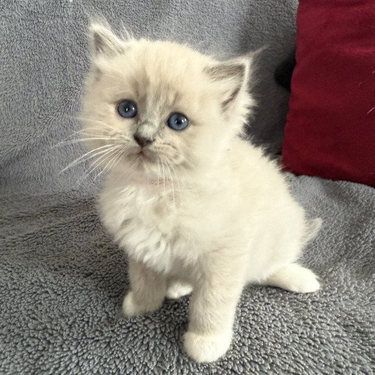chaton Ragdoll blue mink mitted Rose Les Ragdolls de la Croisette