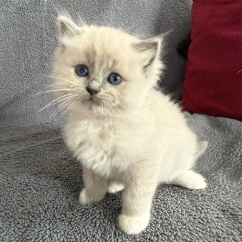 chaton Ragdoll blue mink mitted Rose Les Ragdolls de la Croisette chaton Ragdoll blue mink mitted Rose Les Ragdolls de la Croisette