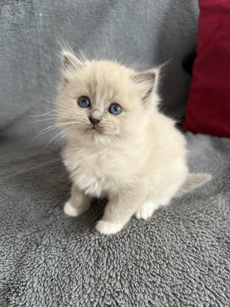 Arya De La Croisette Femelle Ragdoll