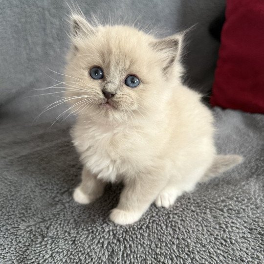 Rose De La Croisette Femelle Ragdoll