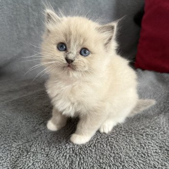 Rose De La Croisette Femelle Ragdoll