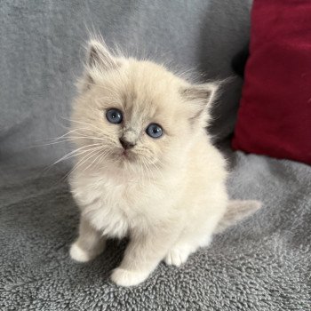 chaton Ragdoll blue mink mitted Rose Les Ragdolls de la Croisette chaton Ragdoll blue mink mitted Rose Les Ragdolls de la Croisette
