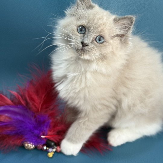 chaton Ragdoll blue mink mitted Arya Les Ragdolls de la Croisette