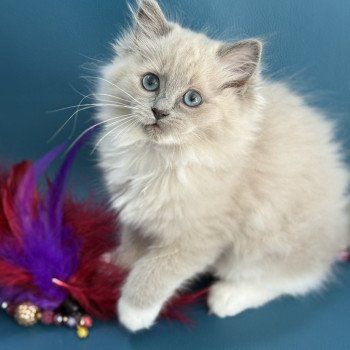 chaton Ragdoll blue mink mitted Arya Les Ragdolls de la Croisette chaton Ragdoll blue mink mitted Arya Les Ragdolls de la Croisette