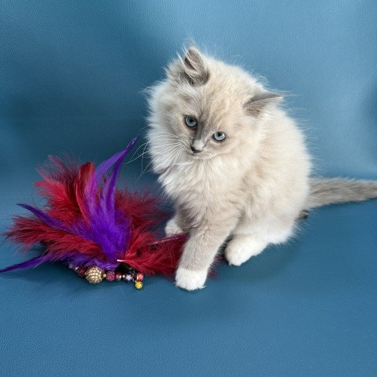 chaton Ragdoll blue mink mitted Arya Les Ragdolls de la Croisette