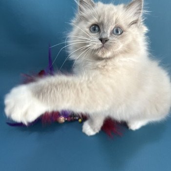 chaton Ragdoll blue mink mitted Arya Les Ragdolls de la Croisette chaton Ragdoll blue mink mitted Arya Les Ragdolls de la Croisette