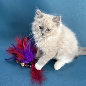 chaton Ragdoll blue mink mitted Arya Les Ragdolls de la Croisette chaton Ragdoll blue mink mitted Arya Les Ragdolls de la Croisette