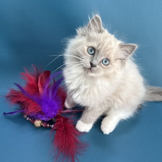 chaton Ragdoll blue mink mitted Arya Les Ragdolls de la Croisette