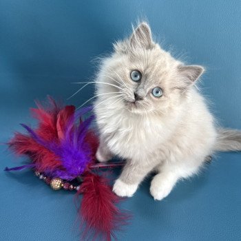 chaton Ragdoll blue mink mitted Arya Les Ragdolls de la Croisette chaton Ragdoll blue mink mitted Arya Les Ragdolls de la Croisette