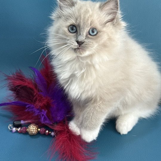 chaton Ragdoll blue mink mitted Arya Les Ragdolls de la Croisette