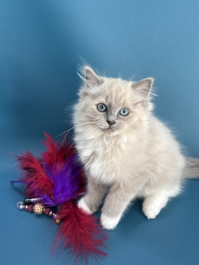 Arya De La Croisette Femelle Ragdoll