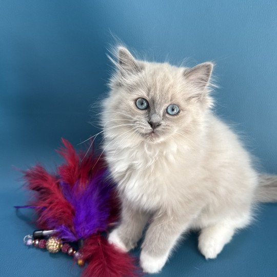 Arya De La Croisette Femelle Ragdoll