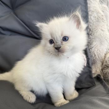 chaton Ragdoll blue point rose Les Ragdolls de la Croisette