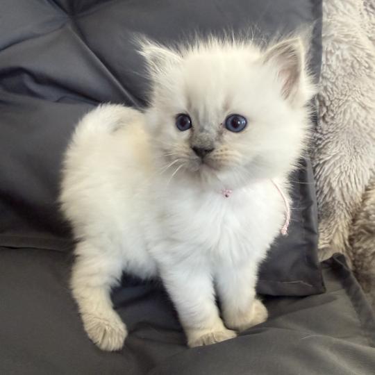 chaton Ragdoll blue point rose Les Ragdolls de la Croisette