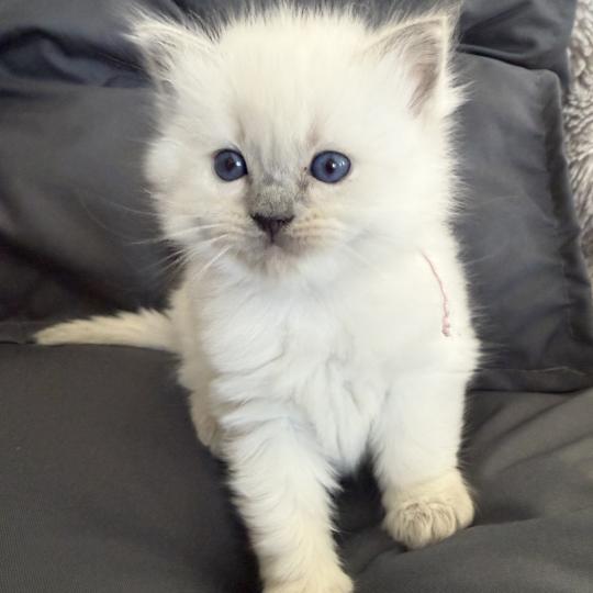 chaton Ragdoll blue point rose Les Ragdolls de la Croisette
