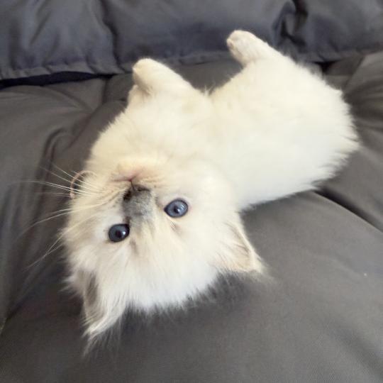 chaton Ragdoll blue point rose Les Ragdolls de la Croisette