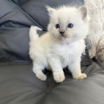 chaton Ragdoll blue point rose Les Ragdolls de la Croisette