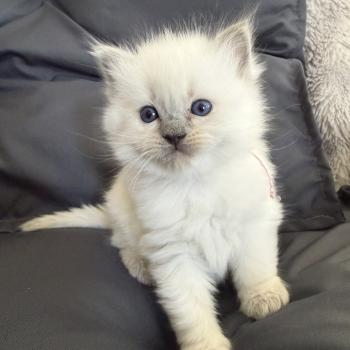 chaton Ragdoll blue point rose Les Ragdolls de la Croisette
